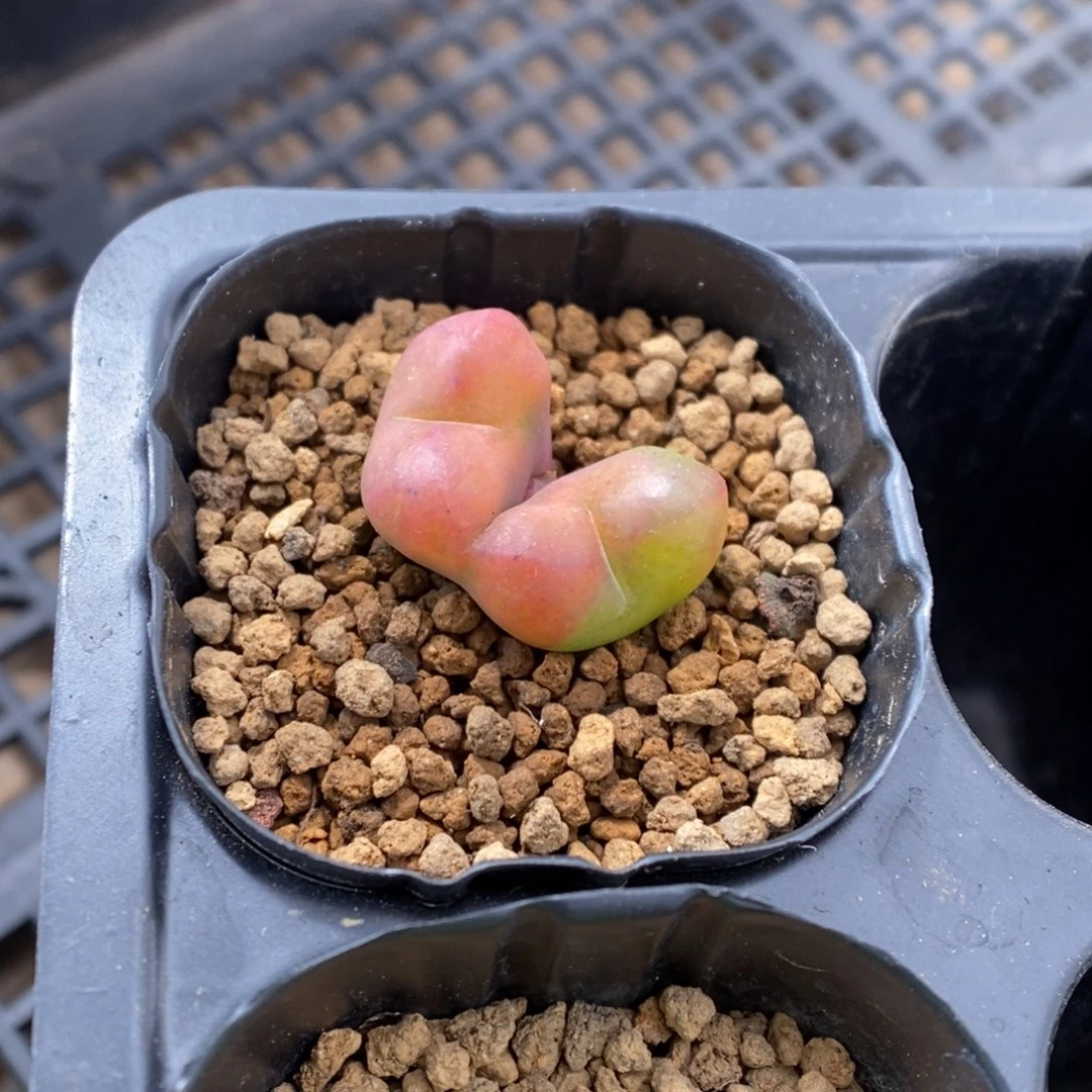 多肉植物肉锥杂交K-2261 福利