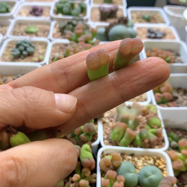 糖****豆专拍专拍  豆豆 肉锥专拍