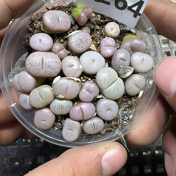 264 多肉植物多肉植物