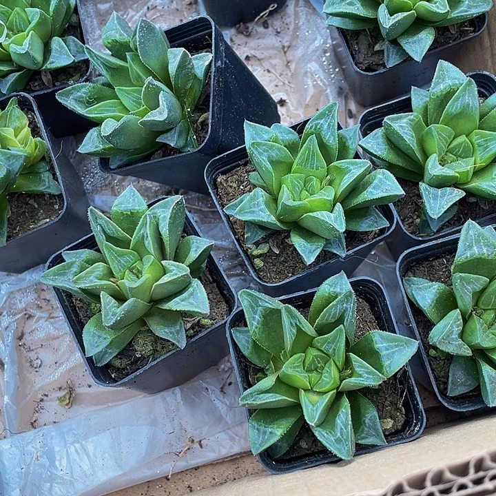 姬寿2.8带盆土发货