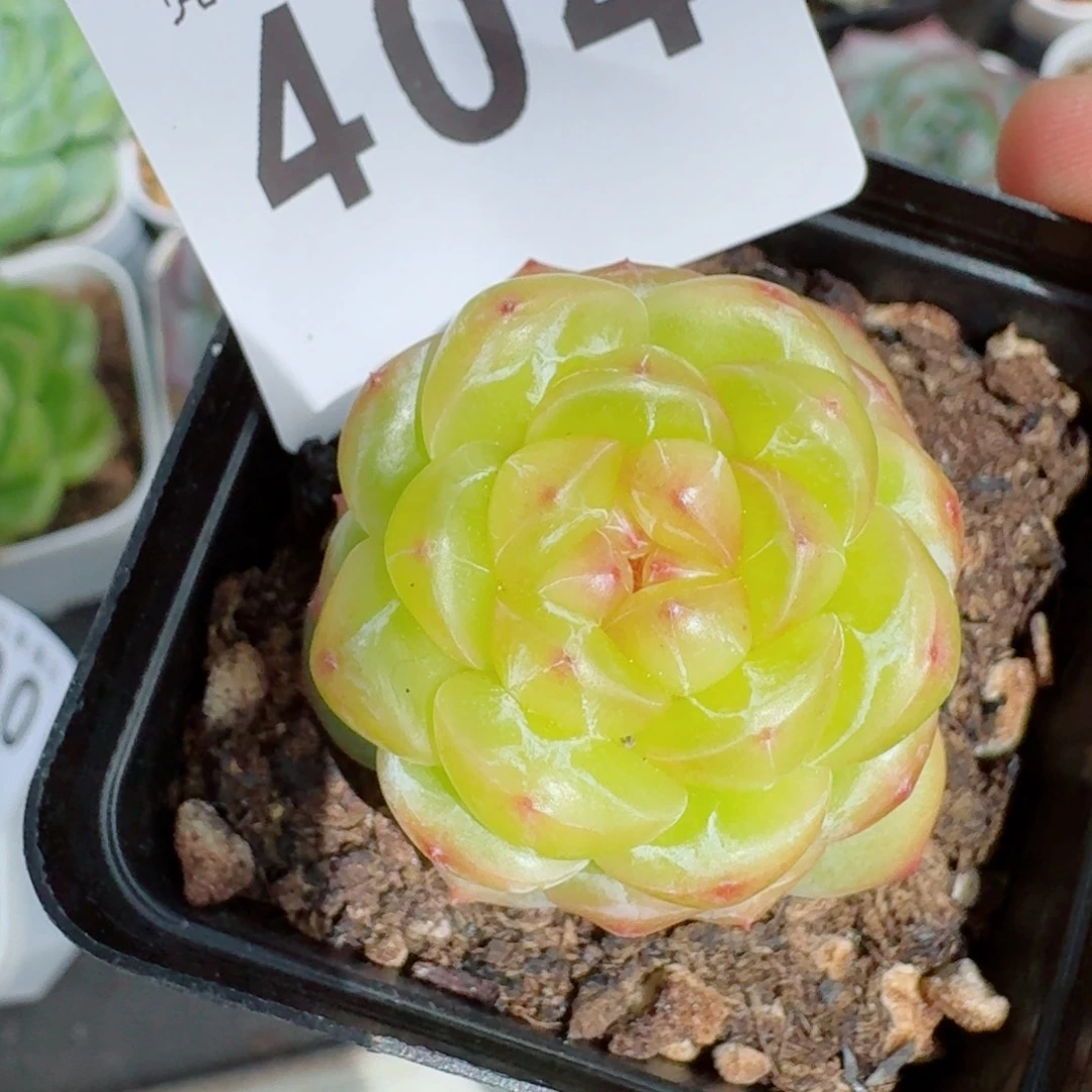 拿铁奶沫            精美多肉植物