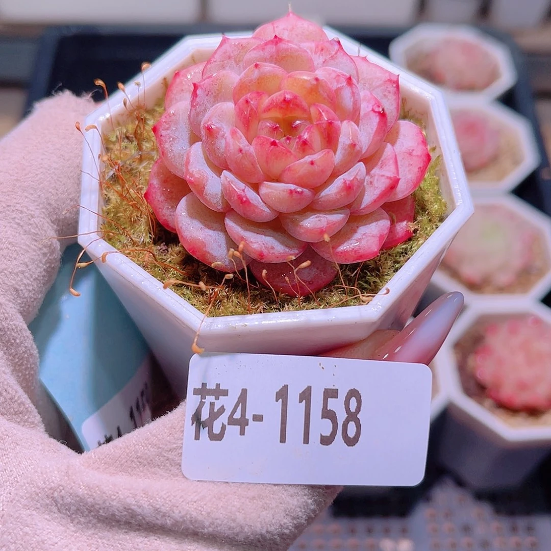 花利美4-1158雪颜玉