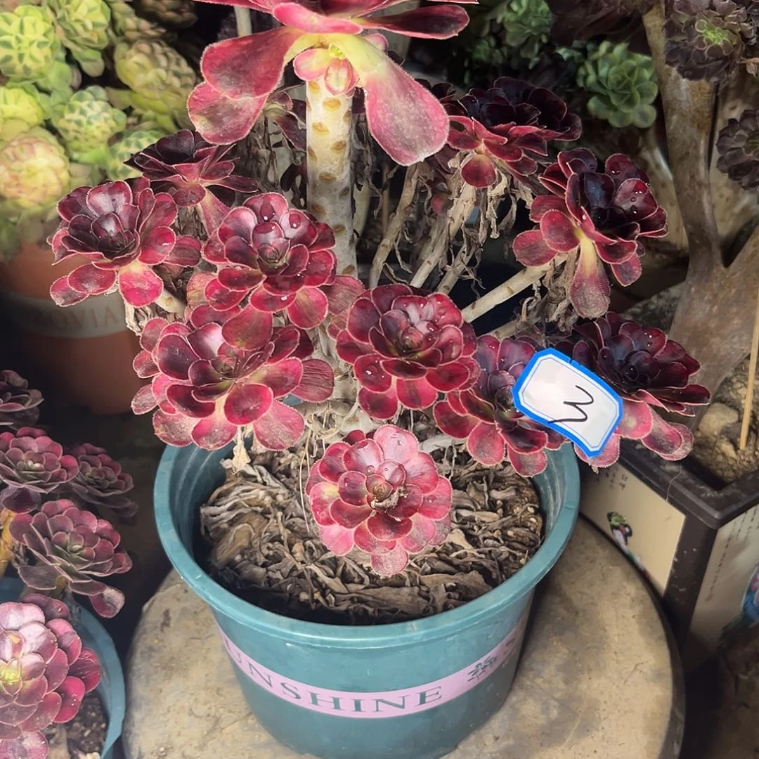 3香奈儿法师多肉植物