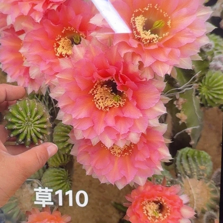 292彩草110歪4公分左右无根侧牙，20包邮