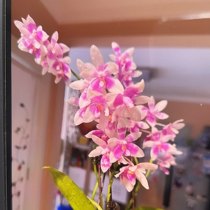 当前无花栽培后可以开花羞花