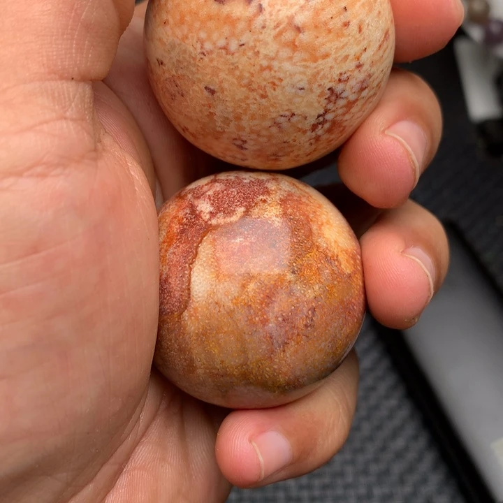 大果紫檀（缅甸花梨）