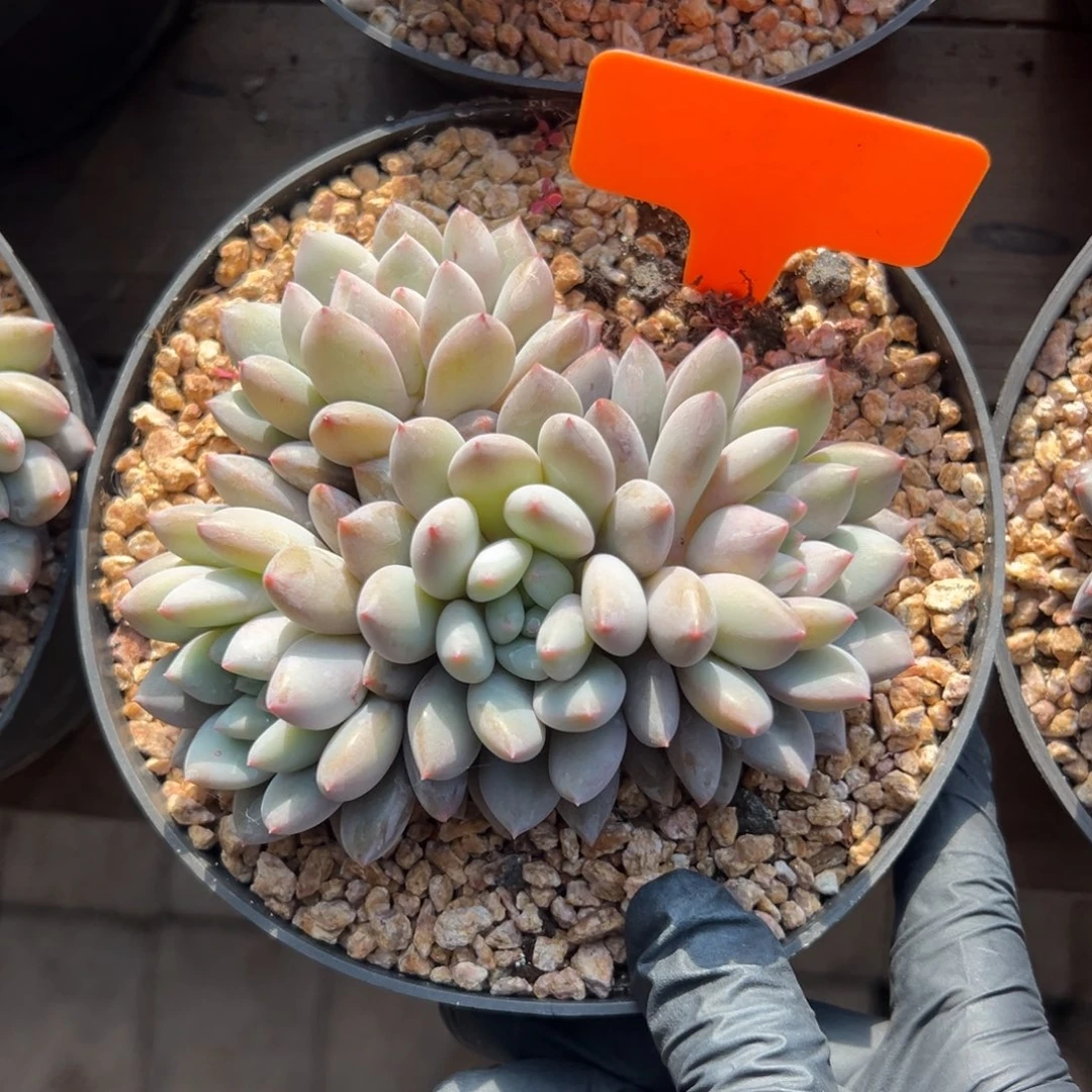 半夏4头111111111111