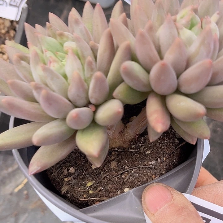 黄体水晶球2288多肉植物