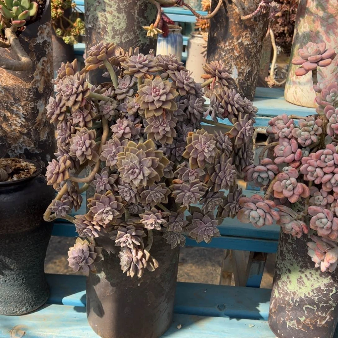 精品阿伦培妖桩 裸根