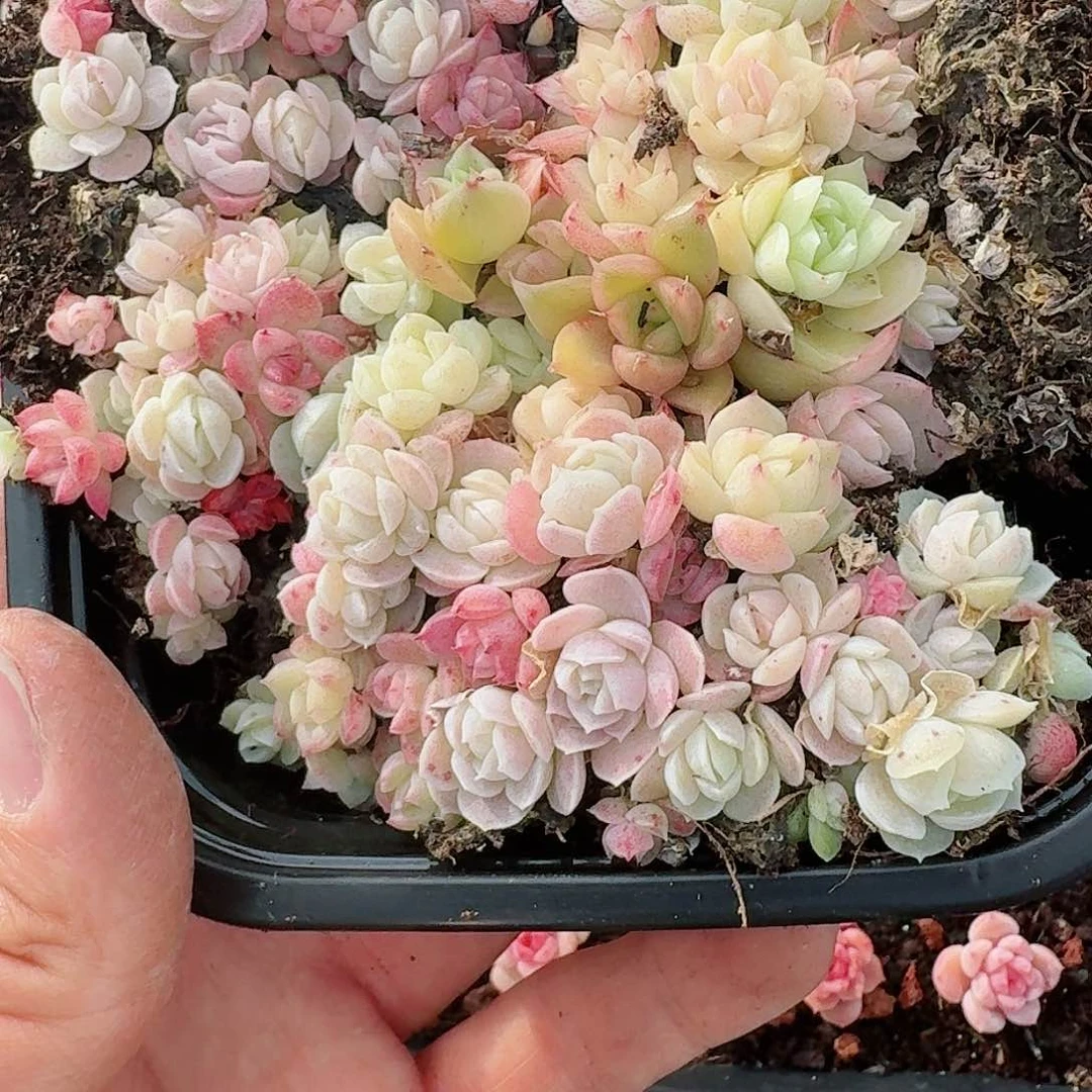 杂交新品珍妮多肉42