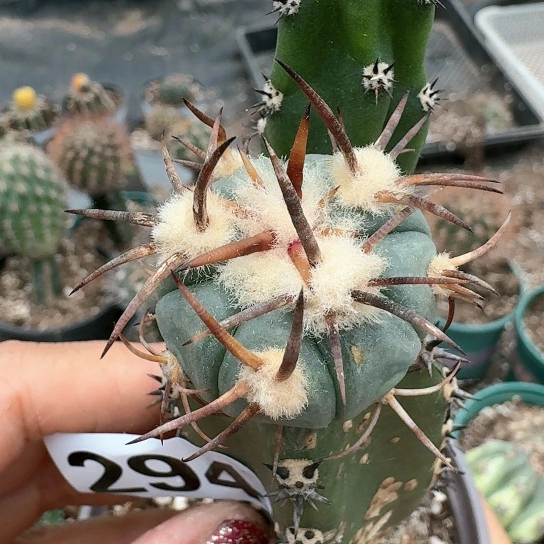 【闪购商品】无花朵花王294