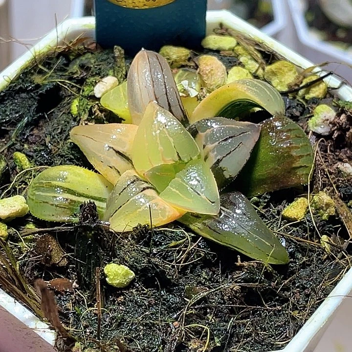 786完美紅紋錦一物一拍