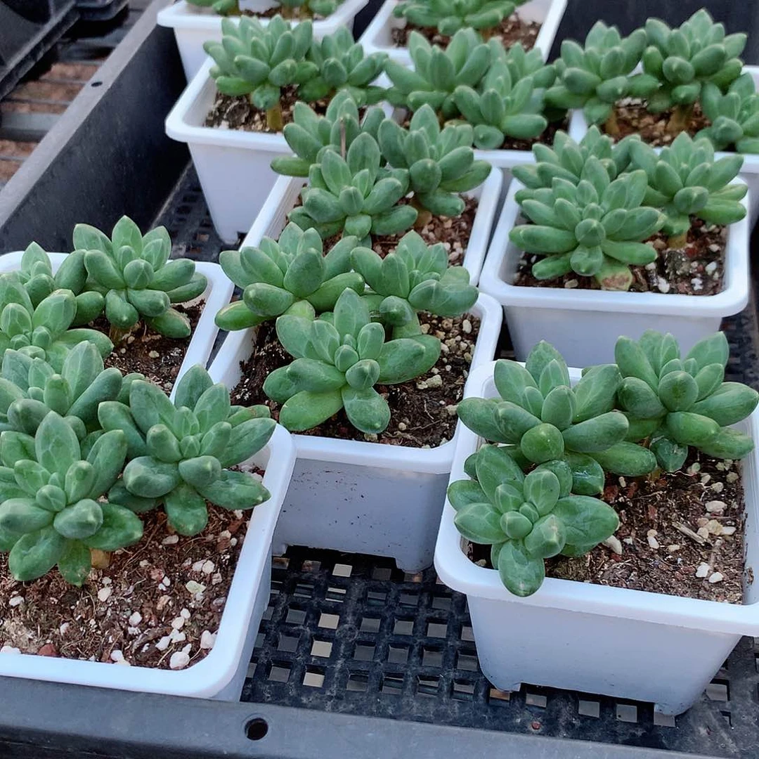 千代田5588884777777