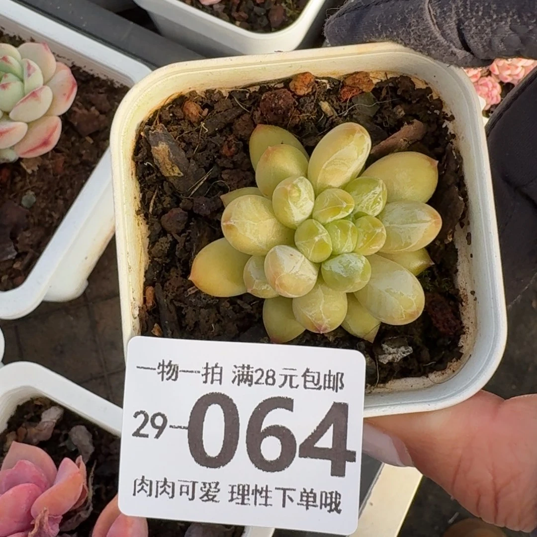 绿心美人无盆土发货无