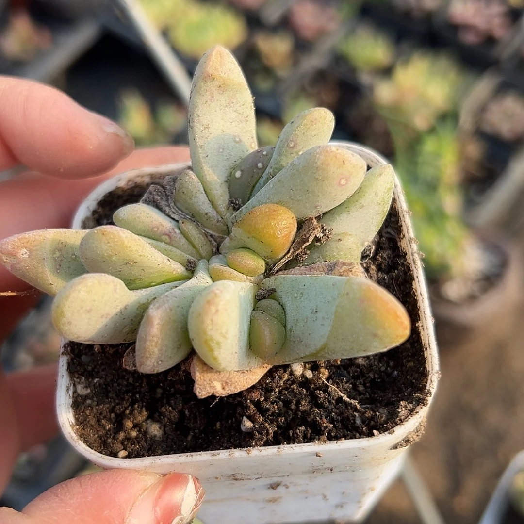 多肉植物达摩舌叶