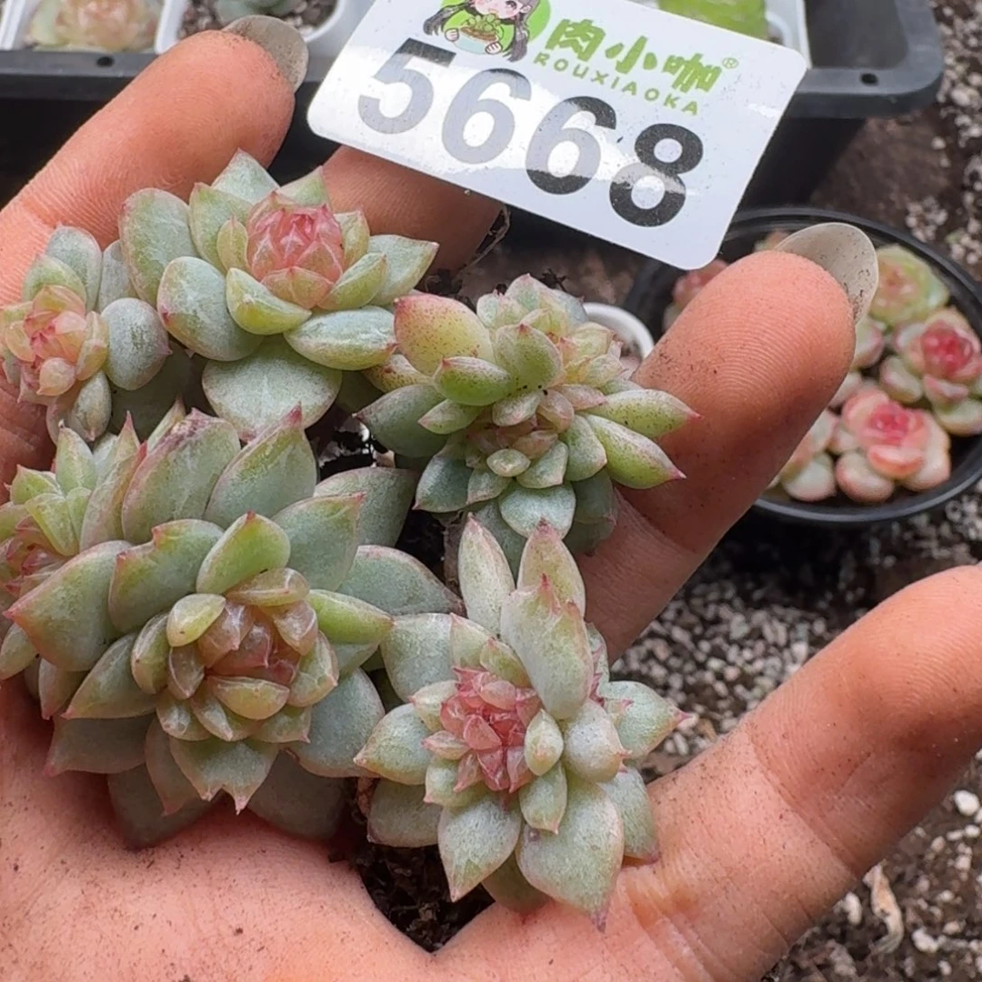 丁***霞多肉植物多肉植物