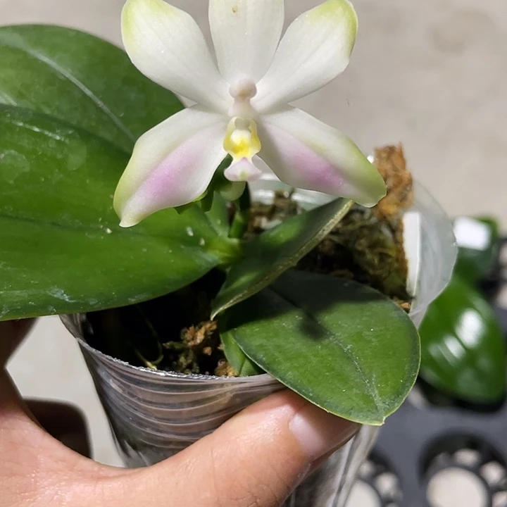 完全开放处理叶损粉贝2.8寸带花不售后