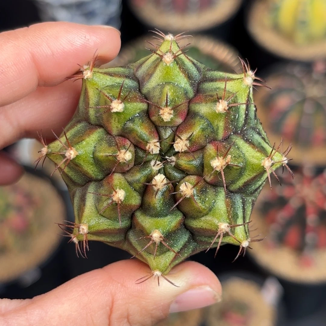 泰系米哈实生仙人球680