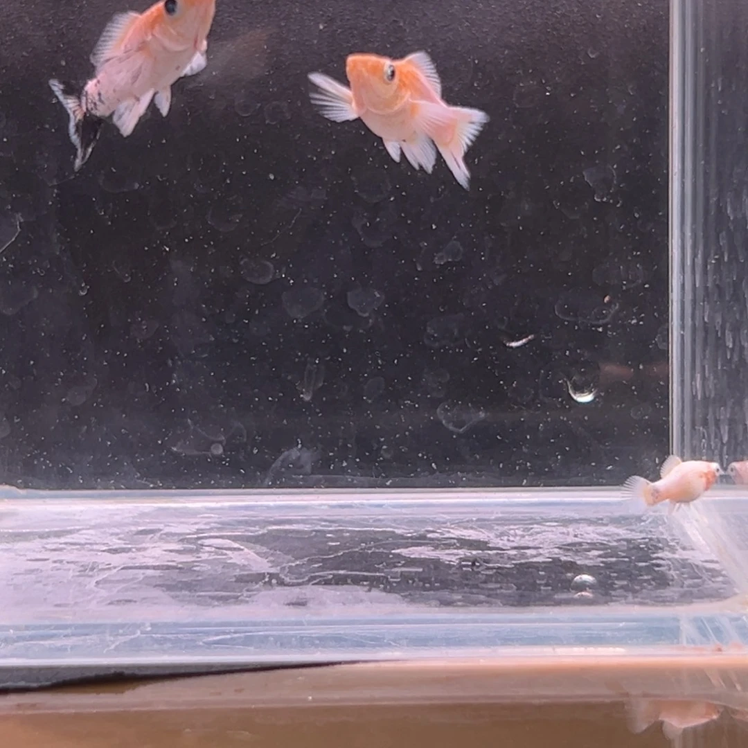 孔雀鱼玛丽崽子两条备损一条