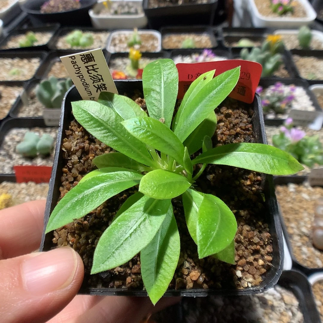 10-12-29    惠比须笑