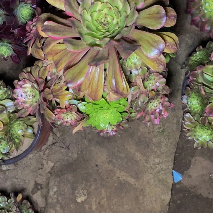 05132号琥珀法师