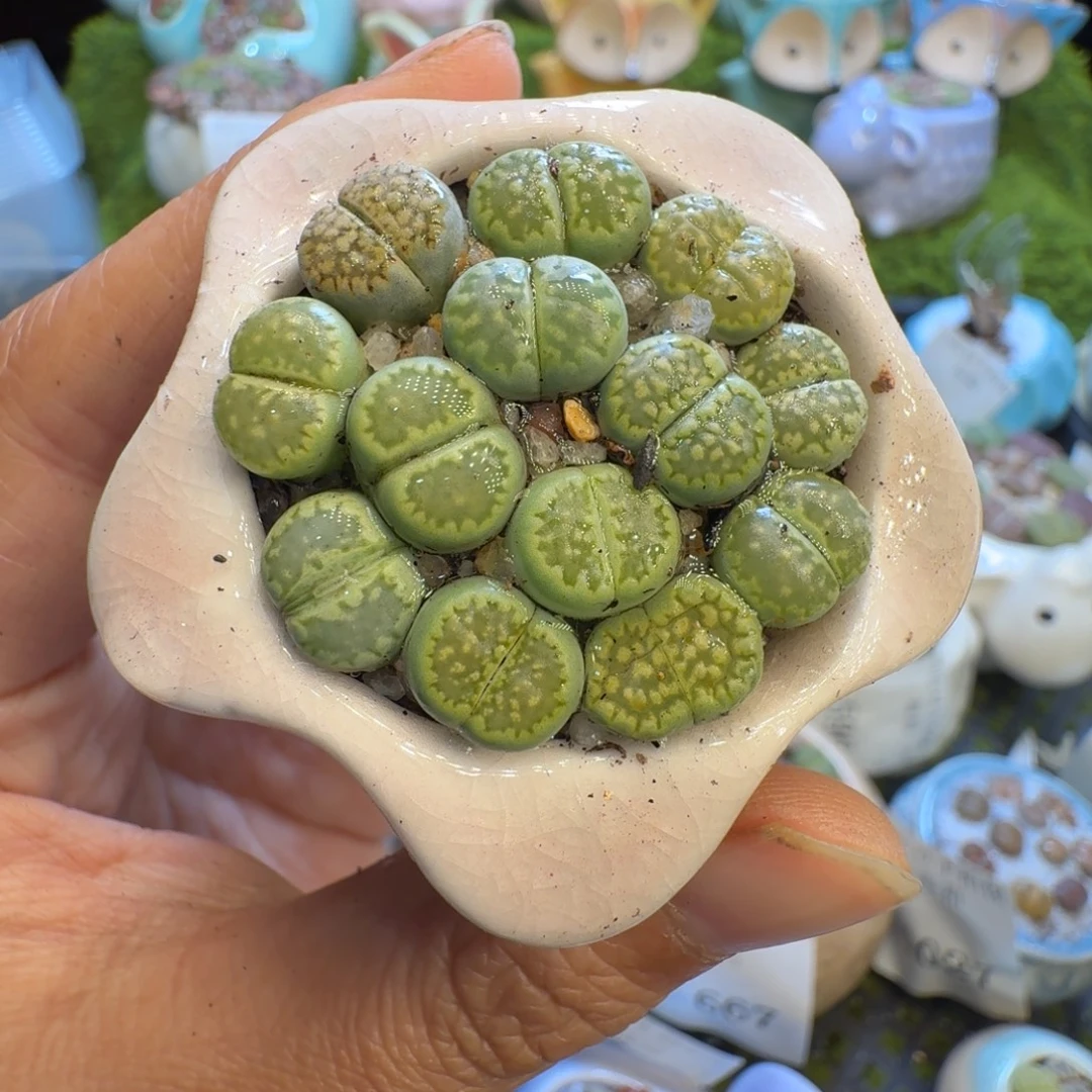 多肉植物福利冲1029