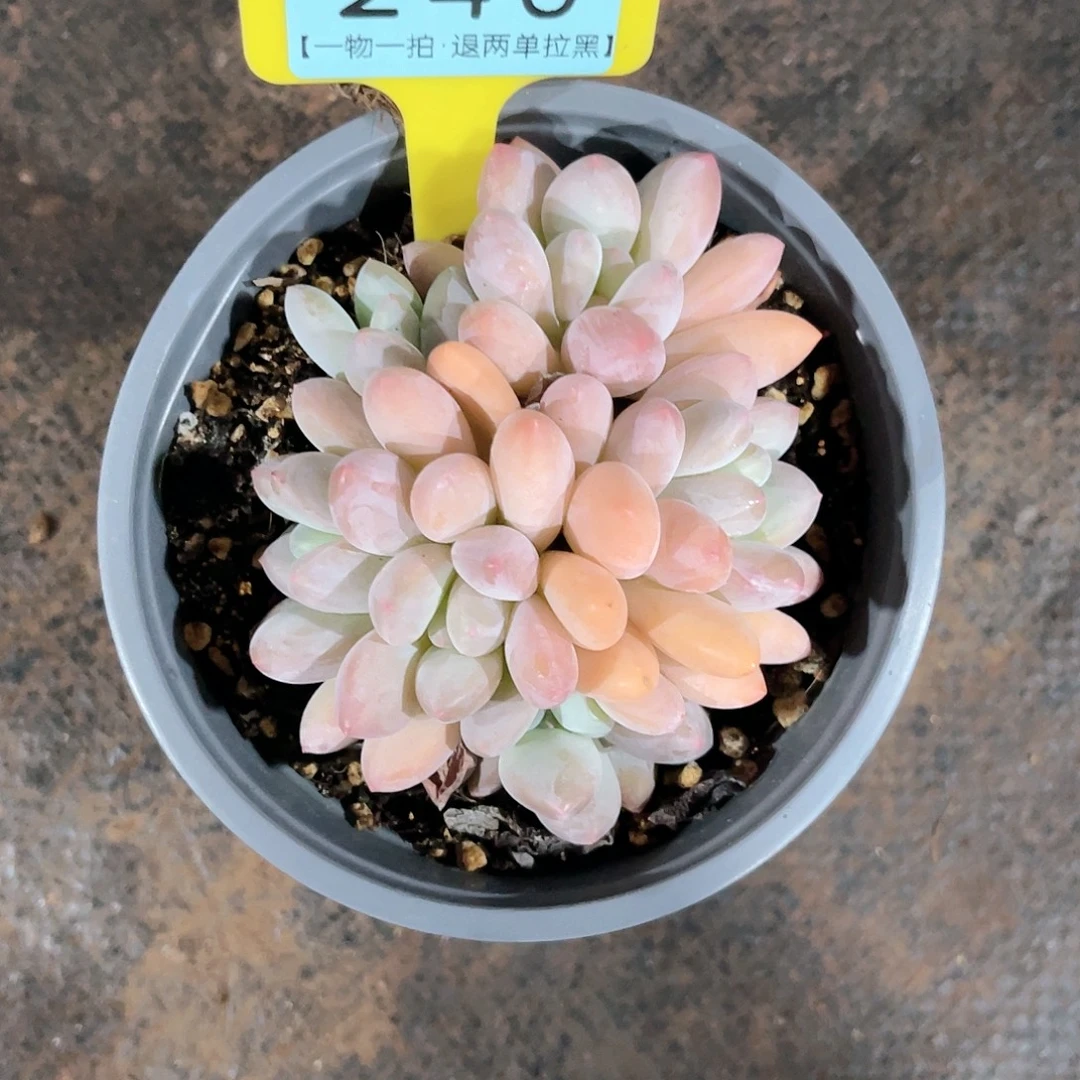 静***以云尘多肉一物一拍240