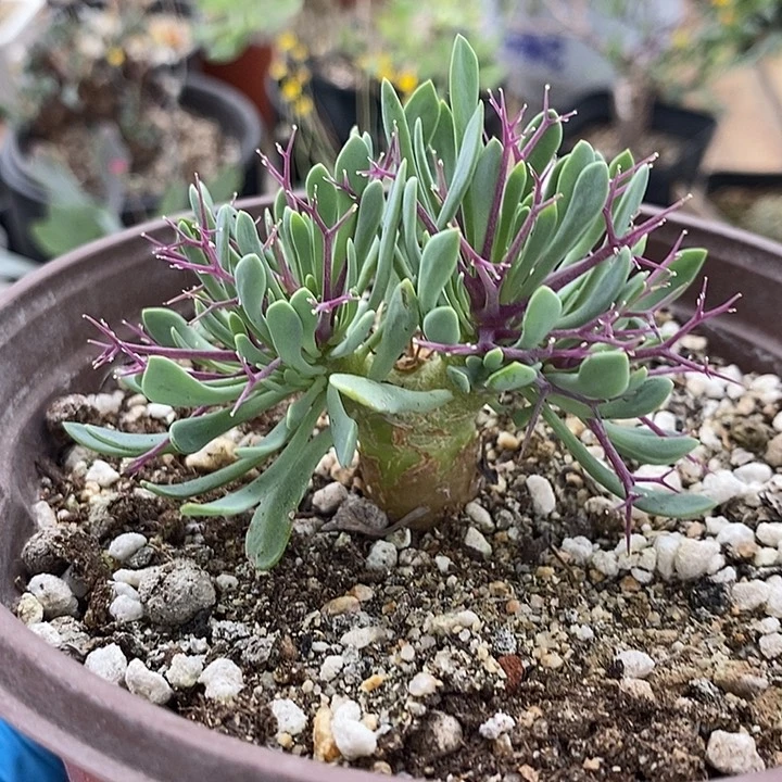 821小黑鬼殿带盆一一