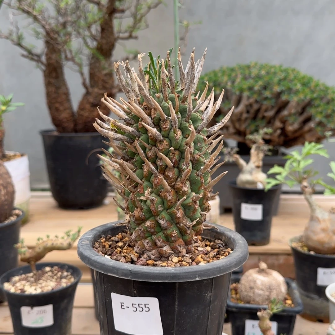 555斗牛角大戟块根植物