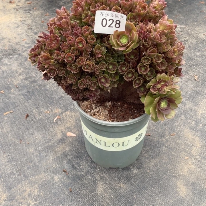 L****9028万圣节朵朵缀