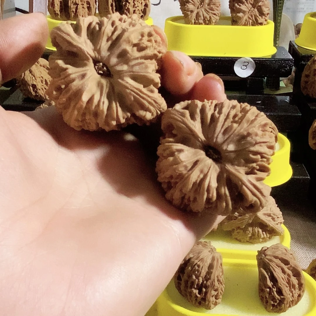 菩提籽类今天的我是