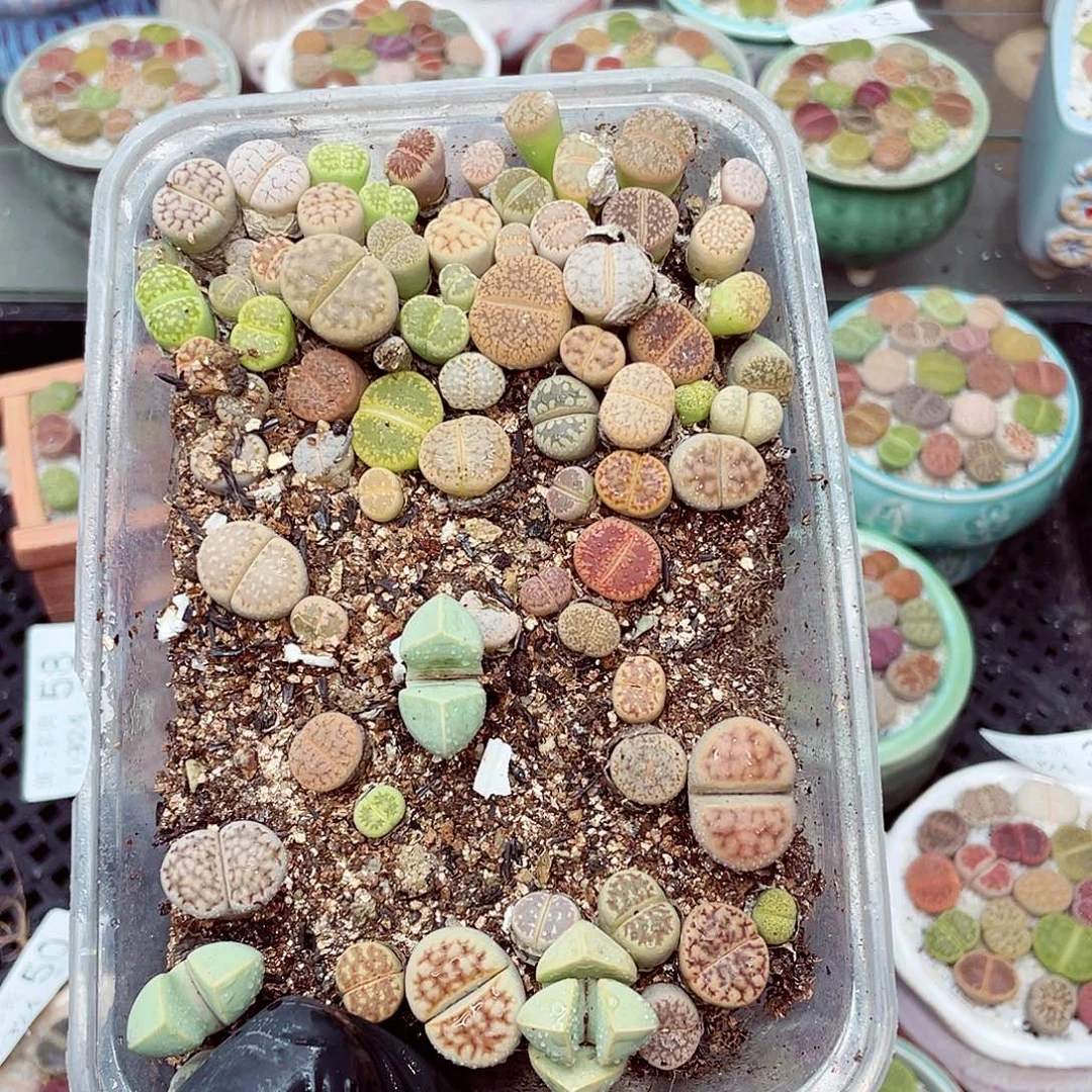 生石花18包邮0924-70