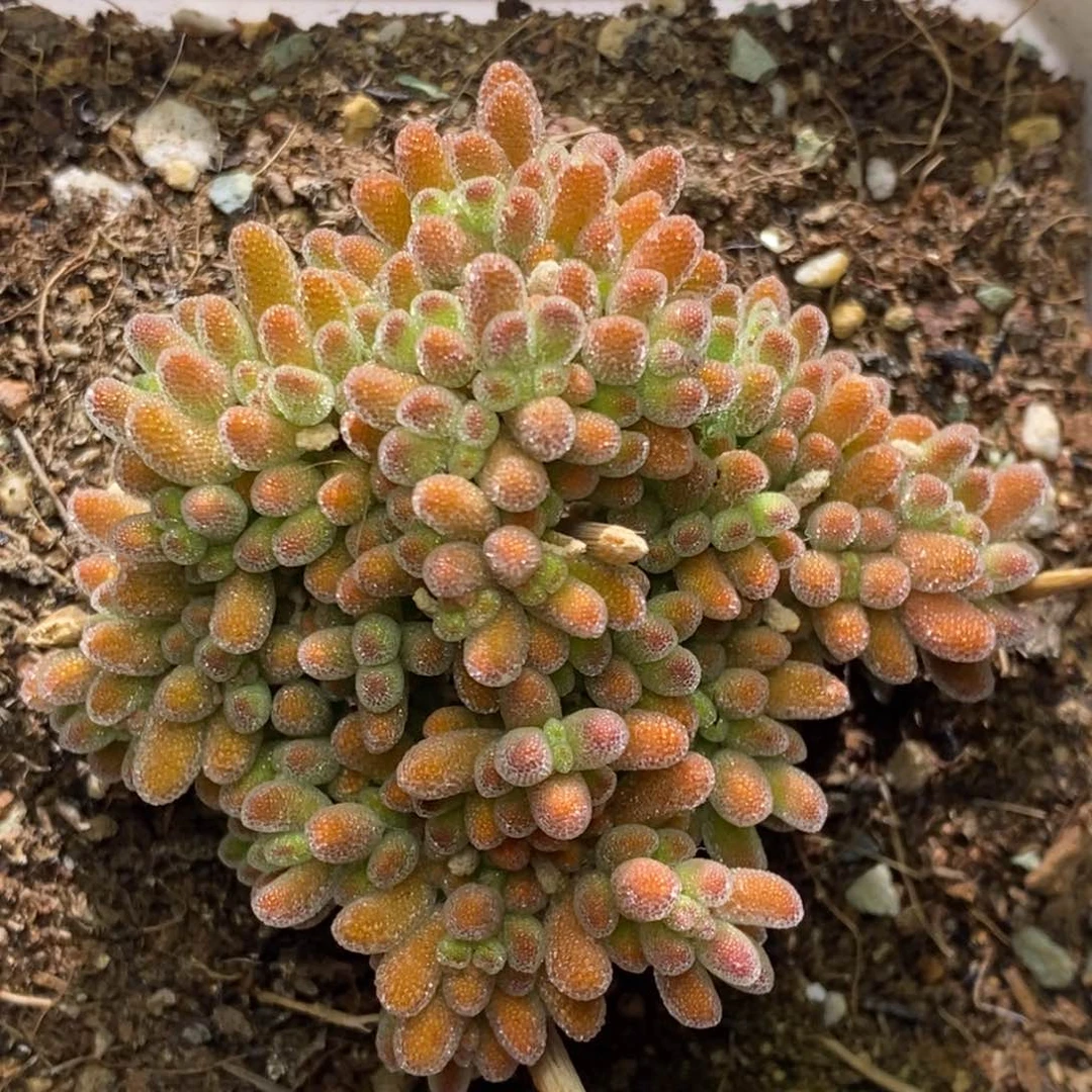 冰晶杂352枝干番杏