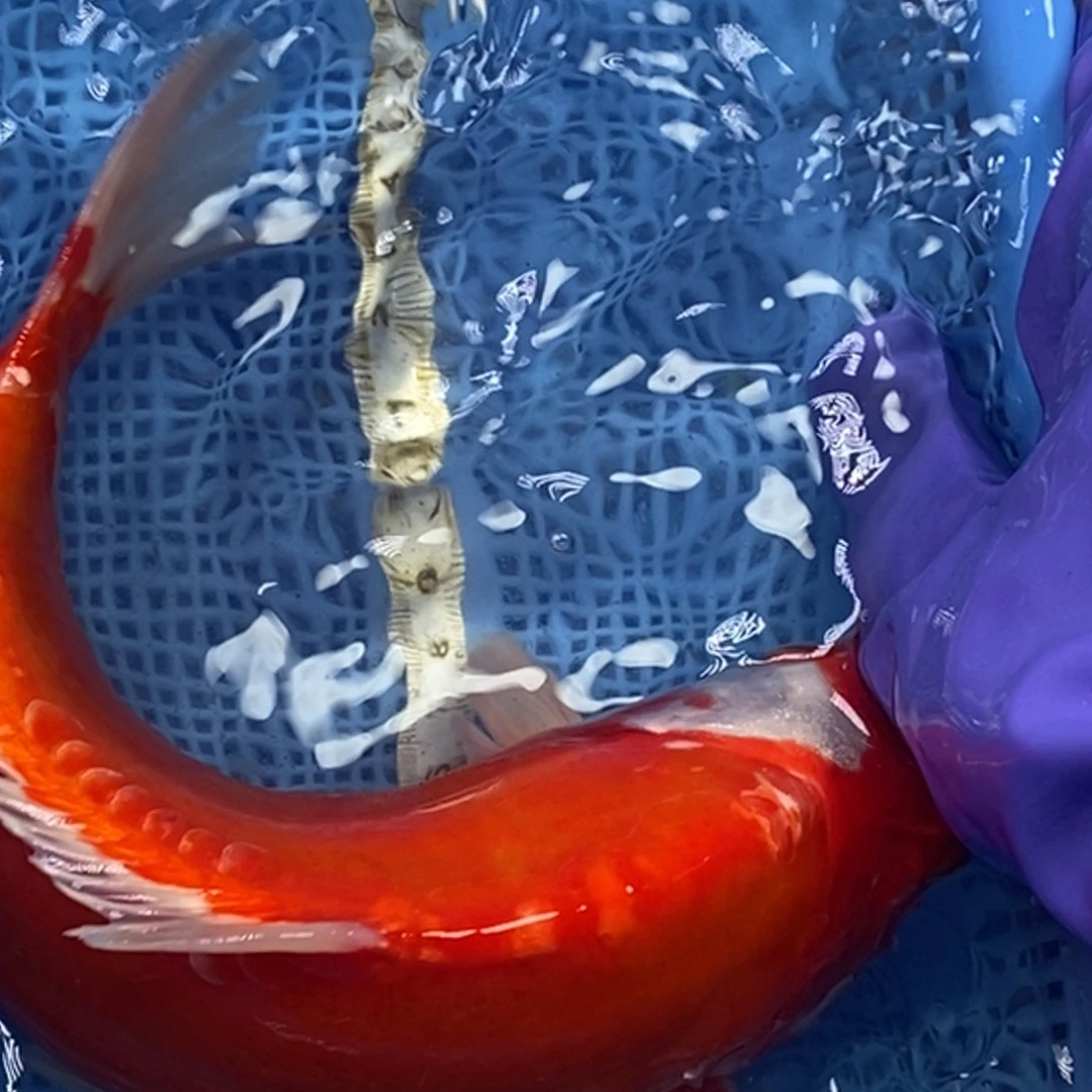 锦鲤冷水锦鲤包邮