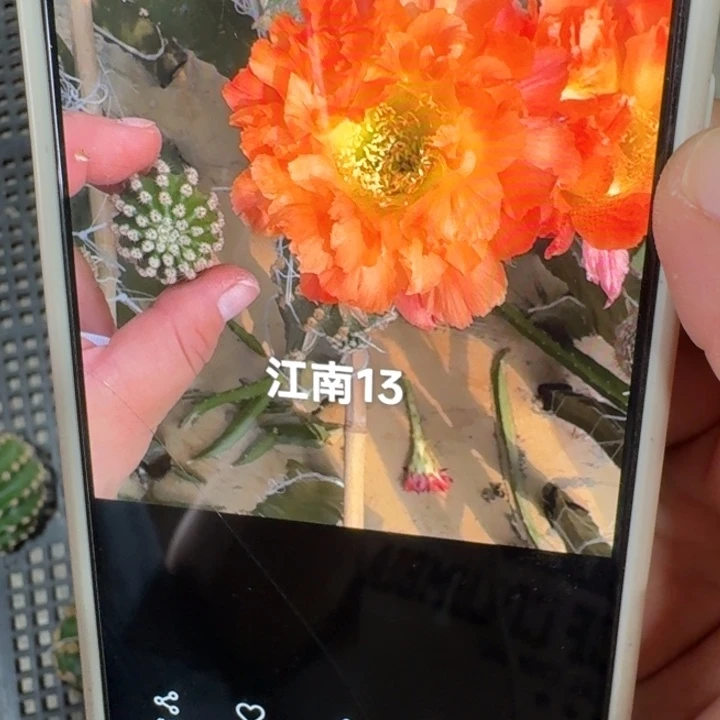 277彩草江南13歪4公分左右无根侧牙，20包邮