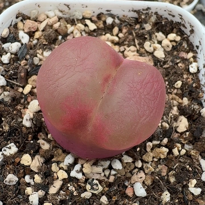 老马生石花毛9999
