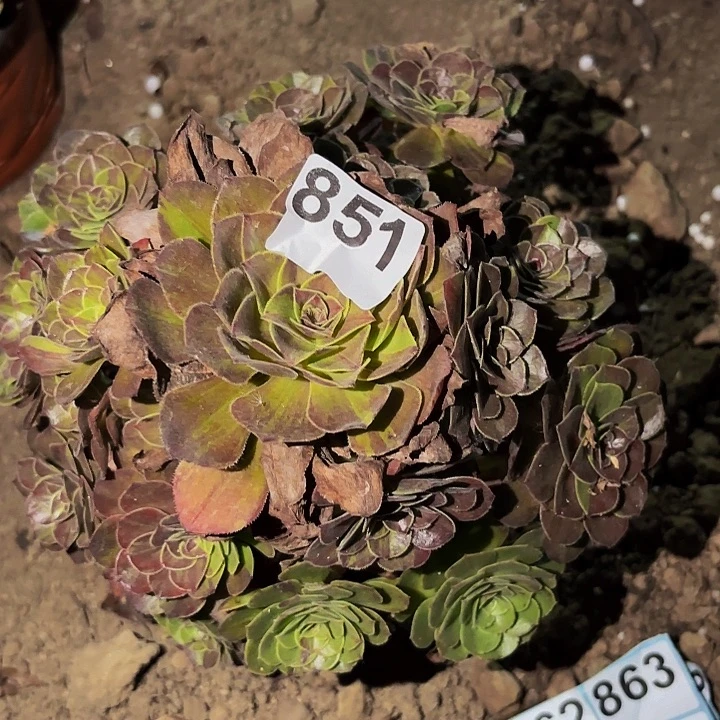 851花月夜多肉植物不售后