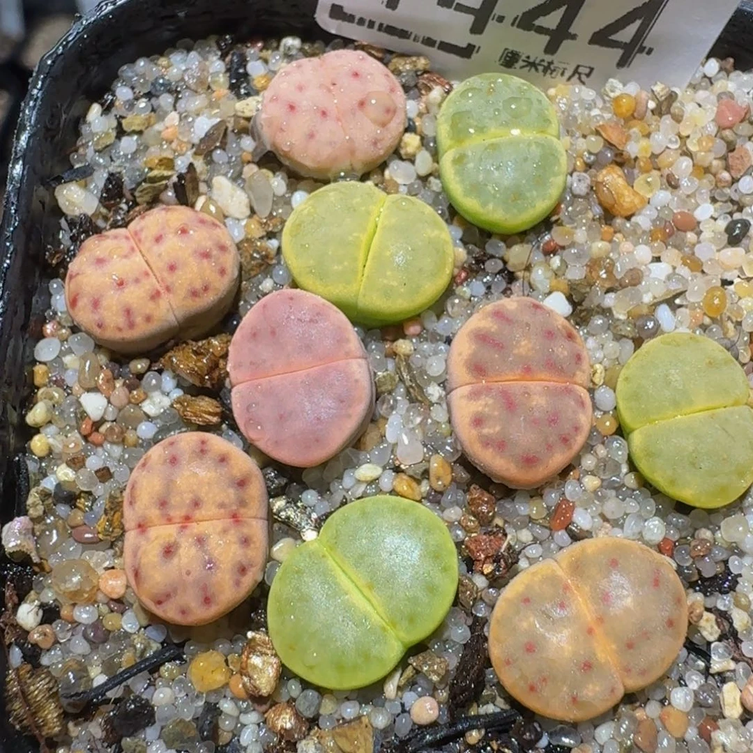 Zzzz精品生石花1444