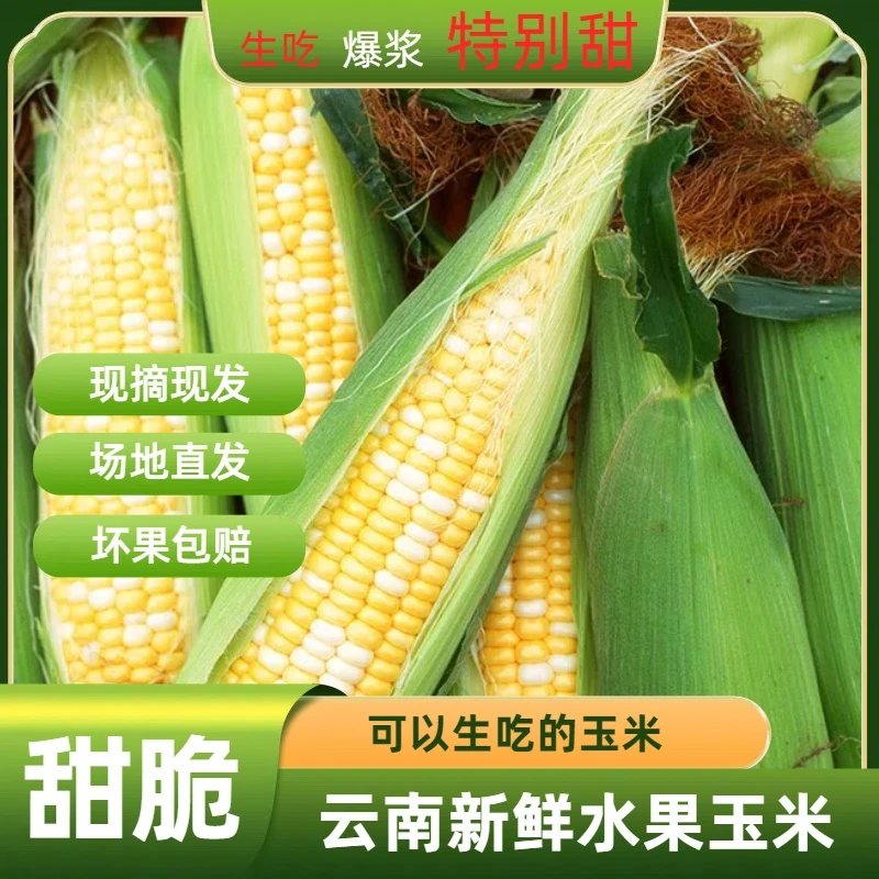 云南新鲜即食金银双色水果玉米宝宝营养香甜0糖代餐早餐甜玉米粒