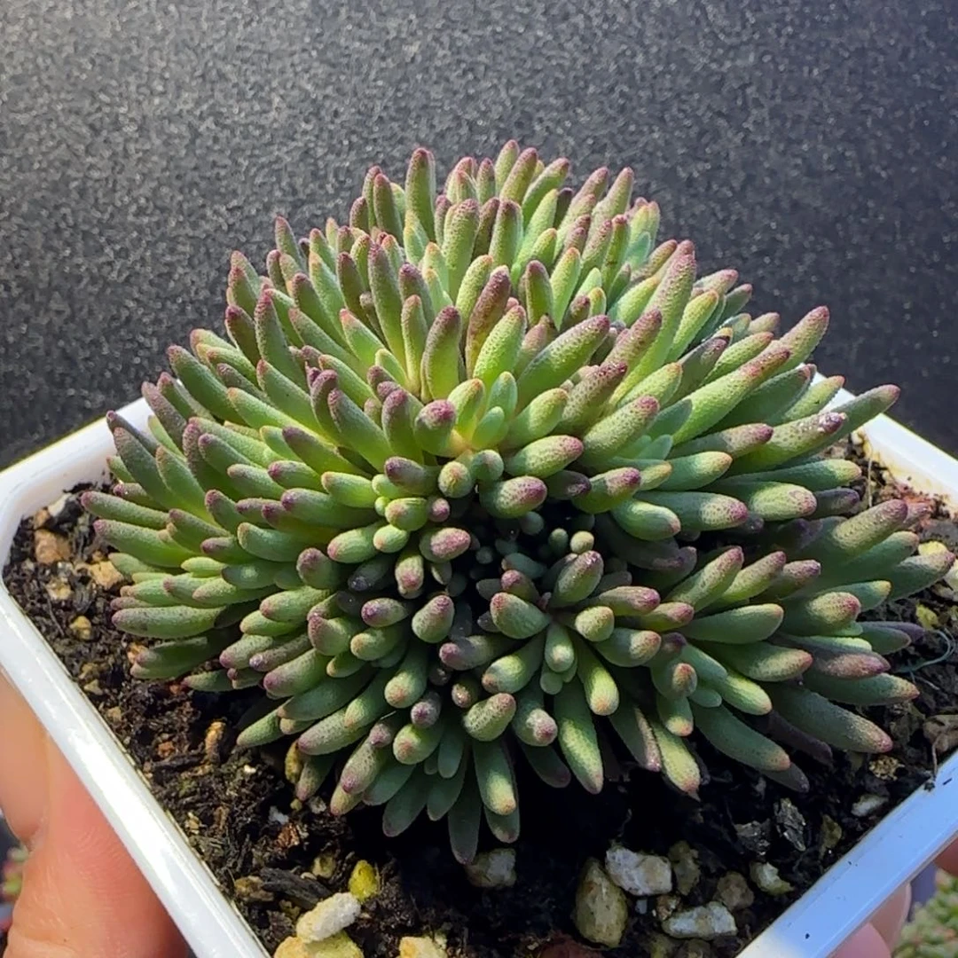 dy0992晶珊瑚冠幅6cm