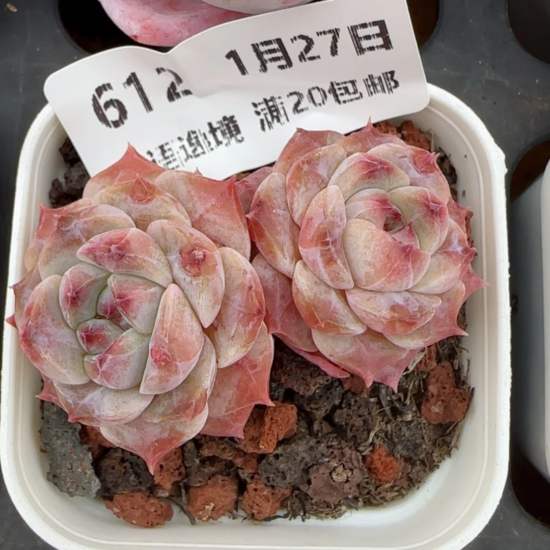 花语逸镜0127-612