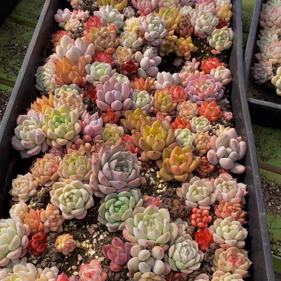 匆**年565多肉酱面的做法是很简单的