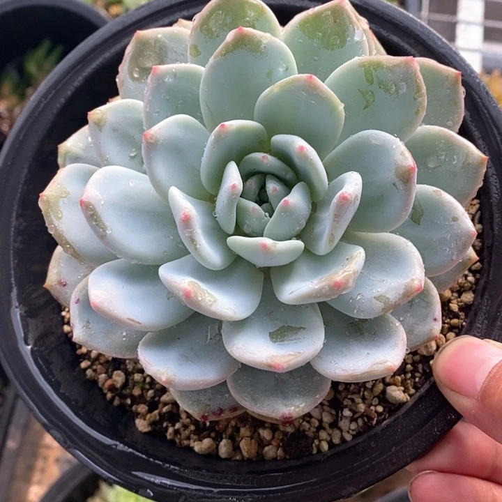 橙梦露一颗。 随机脱土发货   福利。