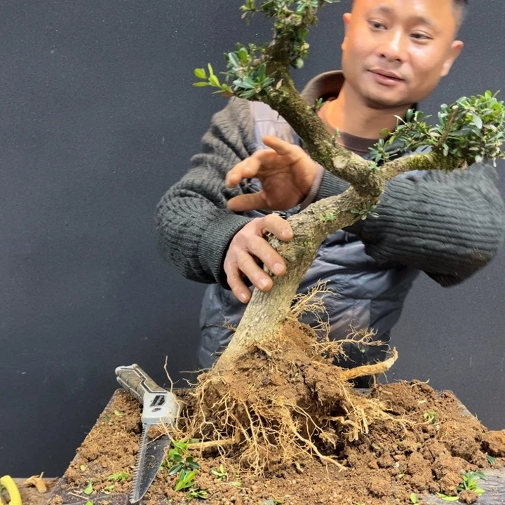 午***午无花朵黄杨等地的一些地方