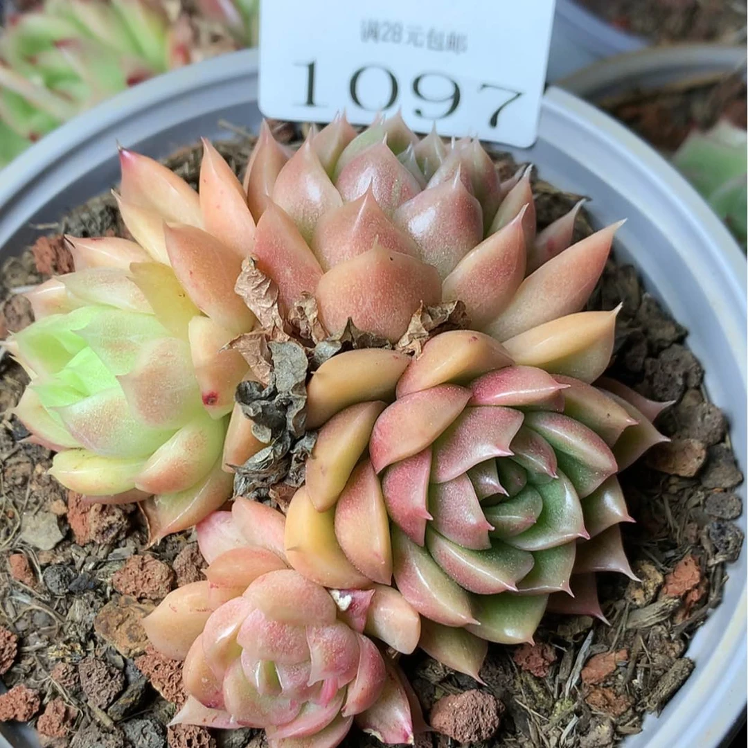 【闪购商品】云1097