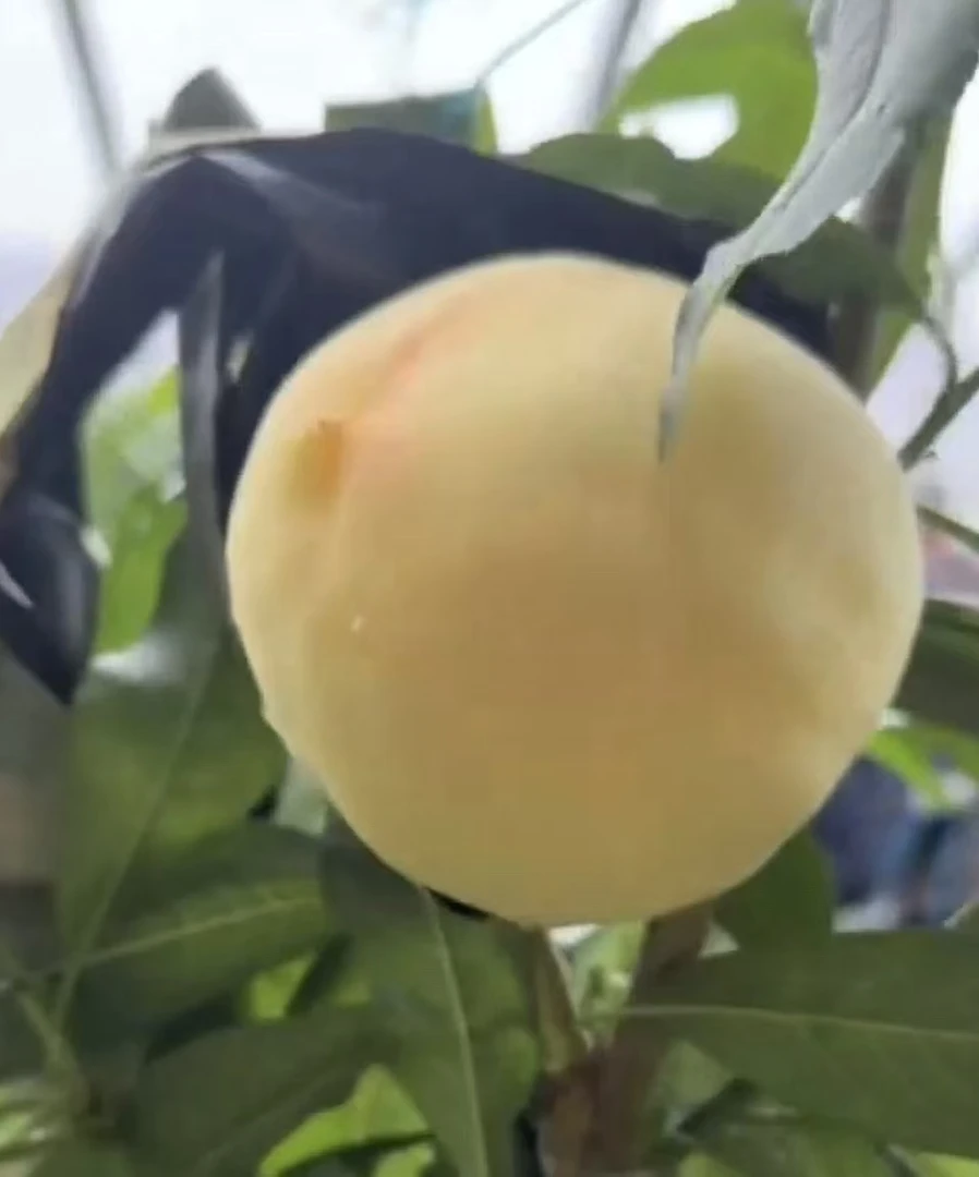 产地直发突围水蜜桃新鲜水果脆软多汁老少皆宜