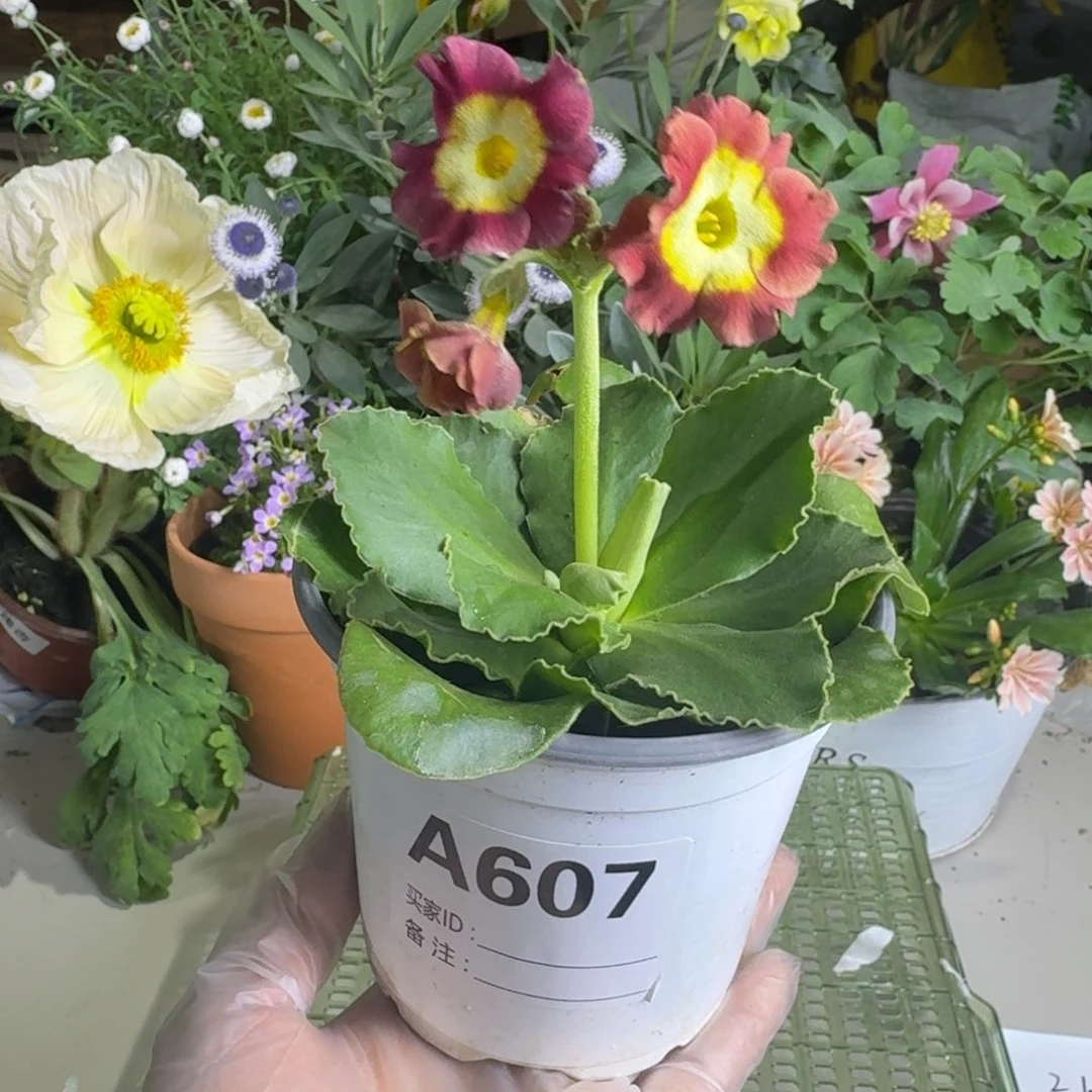 一物一拍  耳叶报春A607