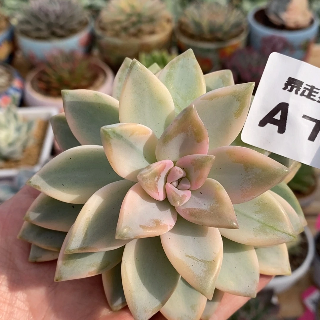 726淡雪锦锦锦锦锦头盖