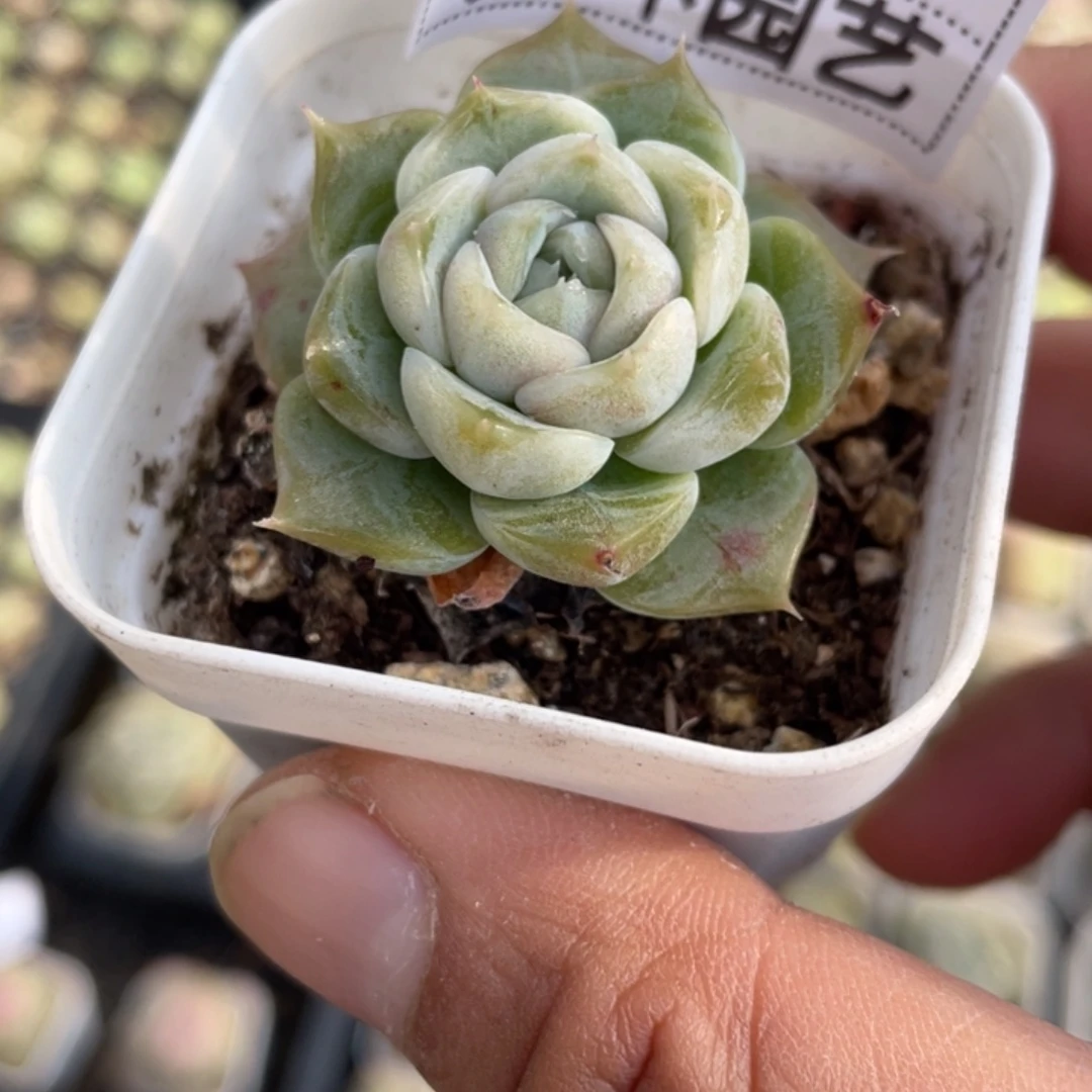 54号油体透白吉可育推荐