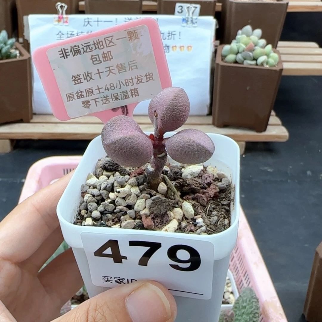 479粉红哈密瓜多肉